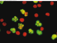 apo-direct staining